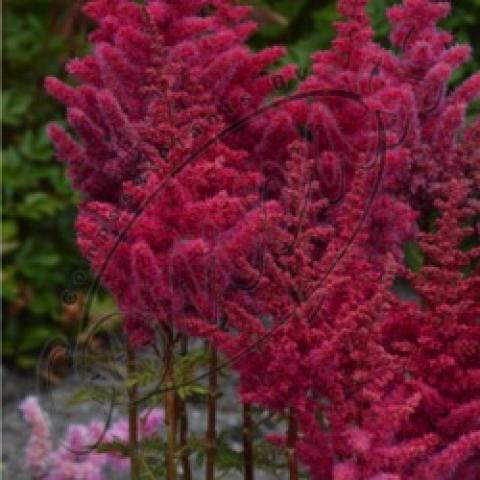 Astilbe Mighty Red Quin, red fluffy towers of flowers