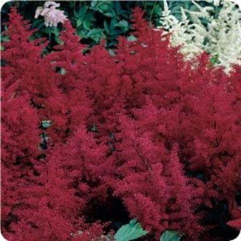 Astilbe 'Montgomery', dark red plumes