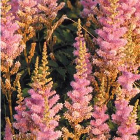 Astilbe chinensis 'Pumila', light pink plumy spikes
