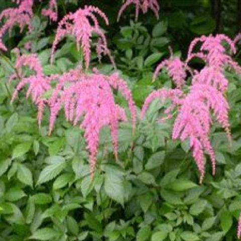 Astilbe 'Straussenfeder', light pink droopy flowers