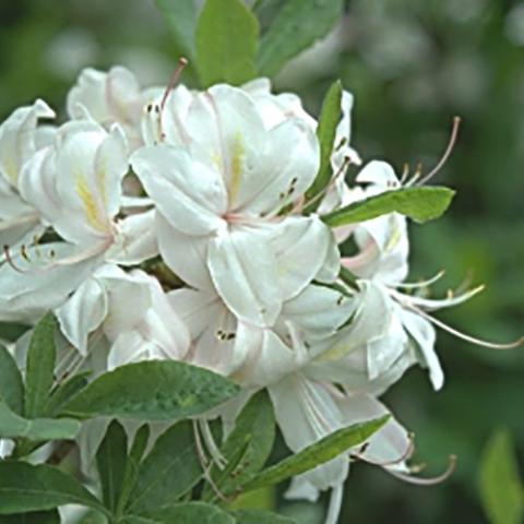 Azalea White Lights, cluster of white flowers