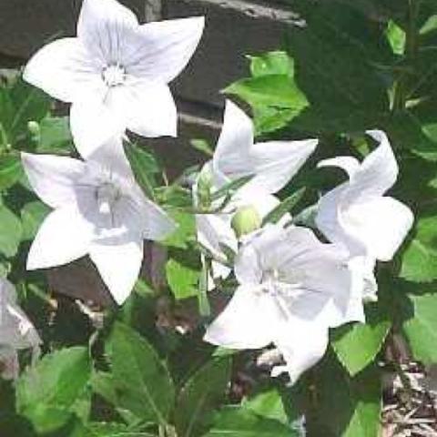 Platycodon 'Fairy Snow' white five-petaled star flowers