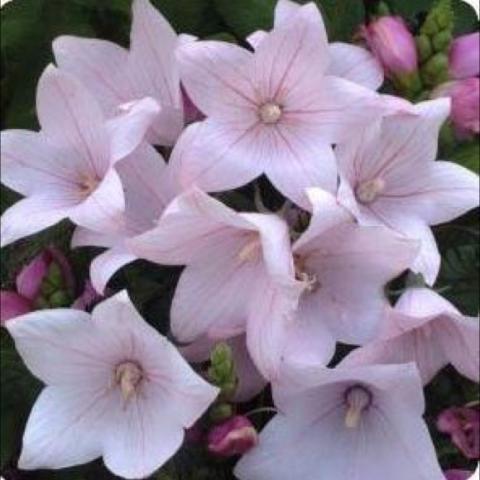 Platycodon 'Fuji Pink', lightest pink 5-petaled star flowers