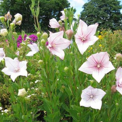 Platycodon 'Shell Pink', light warm pink 5-petaled star flowers