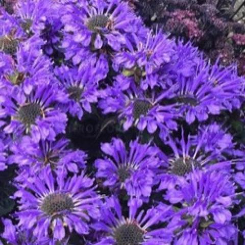 Monarda Bee-You Bee Pretty, blue-lavender petals