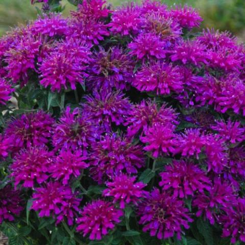 Monarda Grape Gumball, red violet spiky flowers