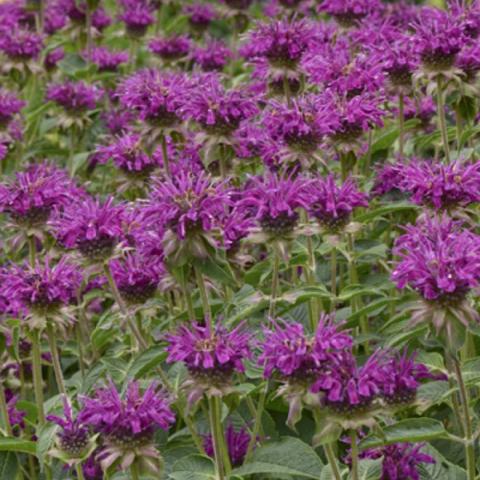 Monard Purple Rooster, dark purple beebalm