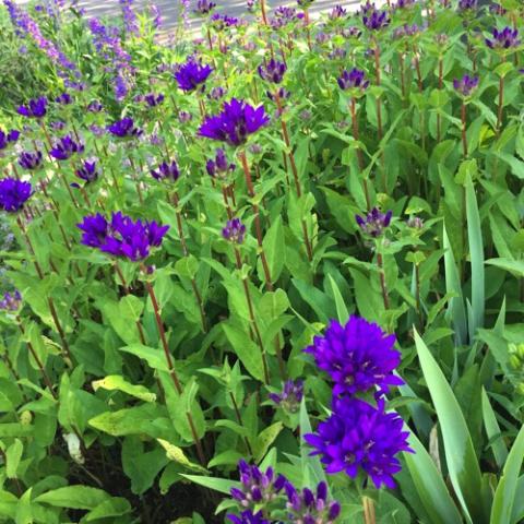 Campanula Joan Elliot, deep purple bellflowers