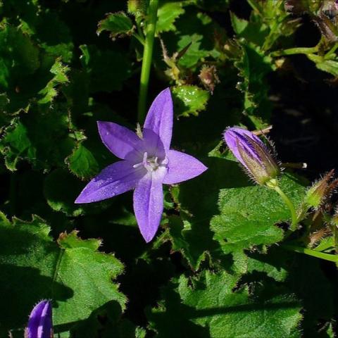 Campanula poscharskyana, blue-violet 5-petaled star flower