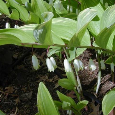Polygonatum biflorum var commutatum, dangling white flowers