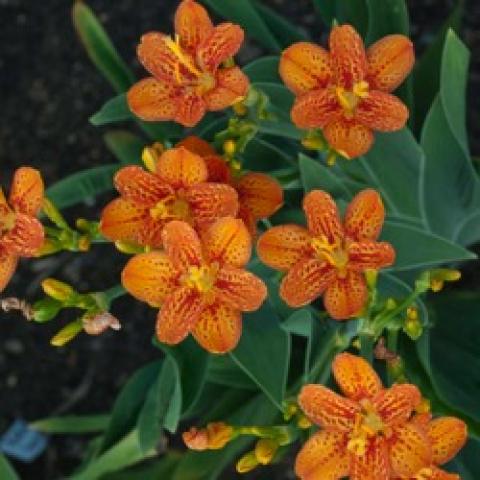 Blackberry lily Freckleface, orange spotted flowers