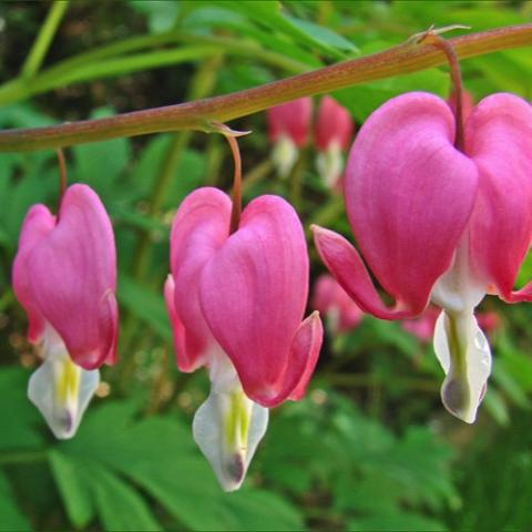 Dicentra spectabilis, pink hearts with white dangly bits