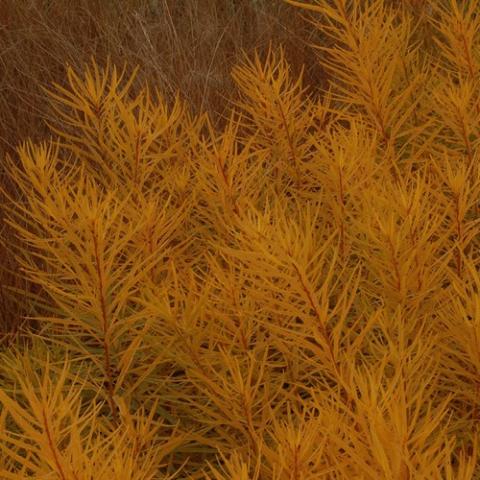 Amsonia Butterscotch, gold fall color on narrow foliage
