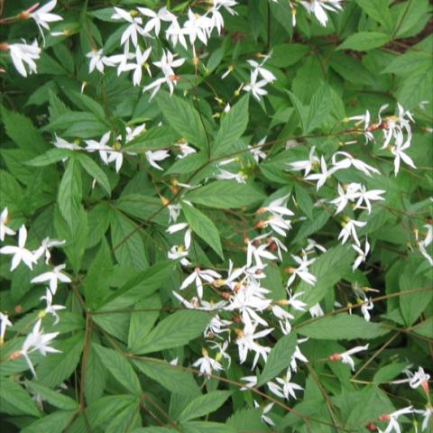 Bowman's Root, white dainty blooms