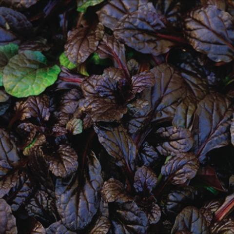 Ajuga 'Mahogany', dark shiny leaves