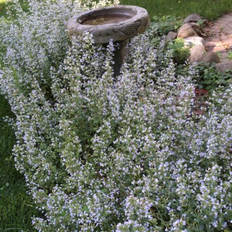 Calamintha Montrose White, white spikes of small flowers