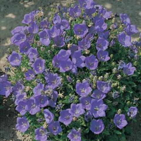 Campanula 'Blue Clips', blue bells