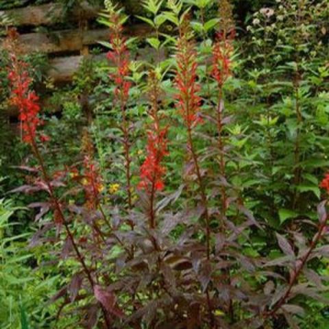 Lobelia cardinalis Black Truffle, dark leaves, red flowers