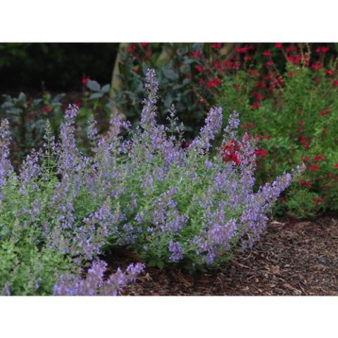 Nepeta Junior Walker, many small lavender flowers on vertical stems