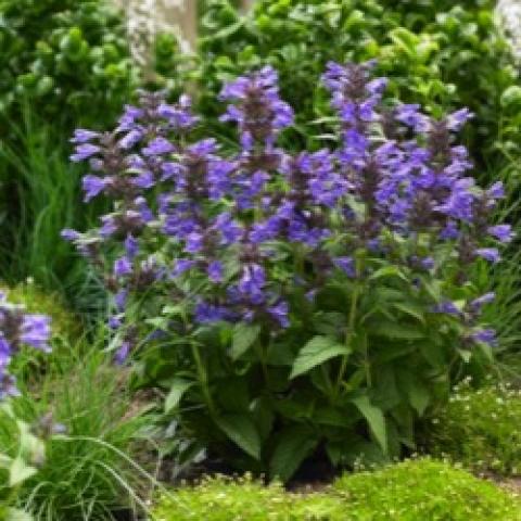 Nepeta Neptune, lavender upright flower spikes