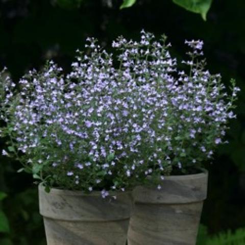 Calamintha Marvelette Blue, lavender-blue small flowers