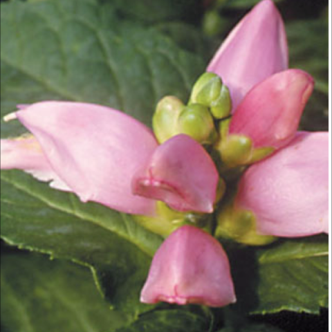 Chelone 'Hot Lips', light pink turtlehead flowers