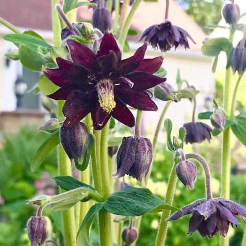 Aquilegia 'Black Barlow', dark purple double columbine flower