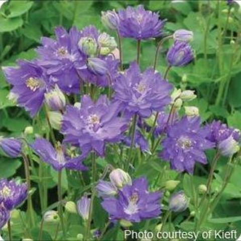 Aquilegia 'Clemtine Blue', double columbine flowers