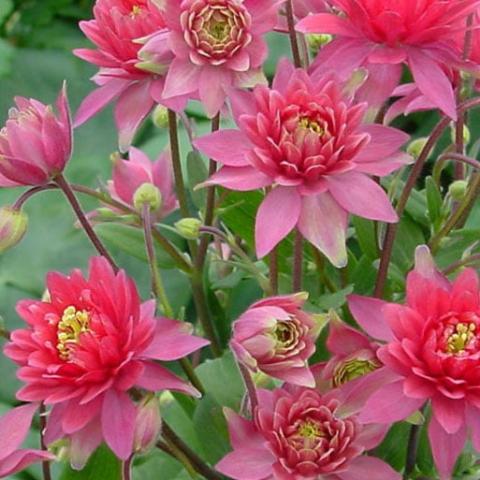 Aquilegia 'Clementine Red', double red columbine flowers