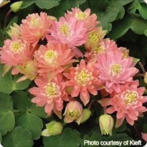 Aquilegia 'Clementine Salmon', double columbine flowers