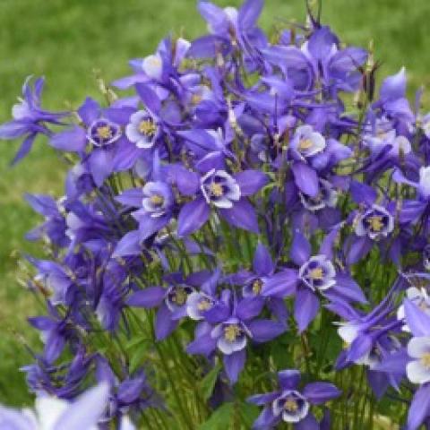 Aquilegia Kirgami Blue and White, purple-blue complex flowers with white