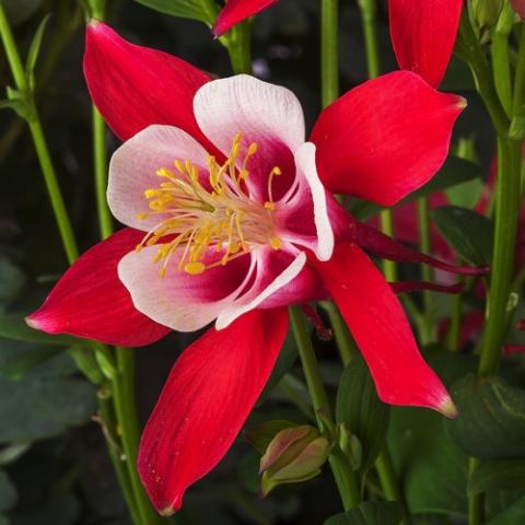 Aquilegia Kirigami Red and White, red outer petals, white inner, yellow stamens