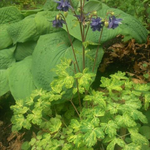 Aquilegia 'Leprechaun Gold,' variegated green/chartreuse leaves, purple flowers