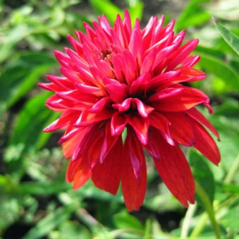 Echinacea Double Scoop, very double red-orange