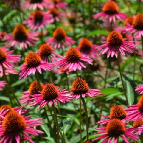 Echinacea Pica Bella, pink coneflowers with short petals, orange cones