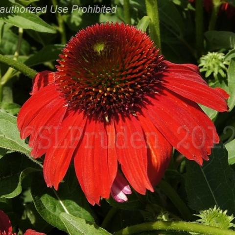 Sombrero Salsa Red coneflower, very red petals, dark cone