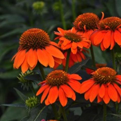 Echinacea Sombrero Adobe Orange, strong orange petals and dark cones