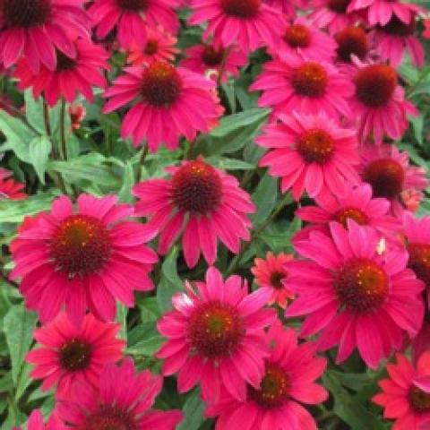 Echinacea Sombrero Baja Burgundy, reddish pink coneflowers with dark red cones