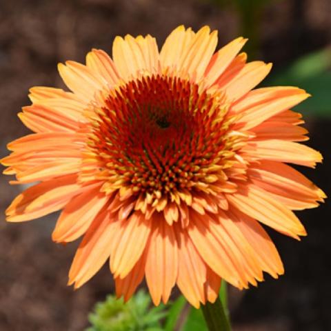 Echinacea Supreme Cantaloupe, melon-orange coneflower