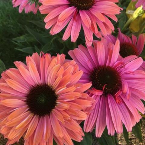 Echinacea Sunseekers Rainbow, pink petals shading to orange, very dark cones