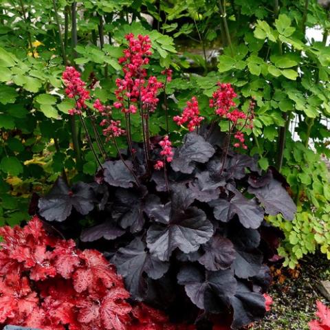 Heuchera Black Forest Cake, almost black leaves, spikes of red flowers over the foliage
