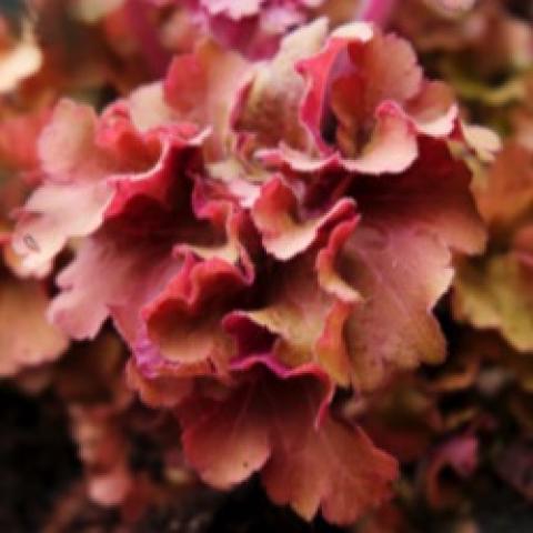 Heuchera Frilly, pinky to tan frilly leaves