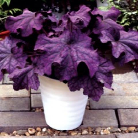 Heuchera Grand Amethyst, huge purple leaves