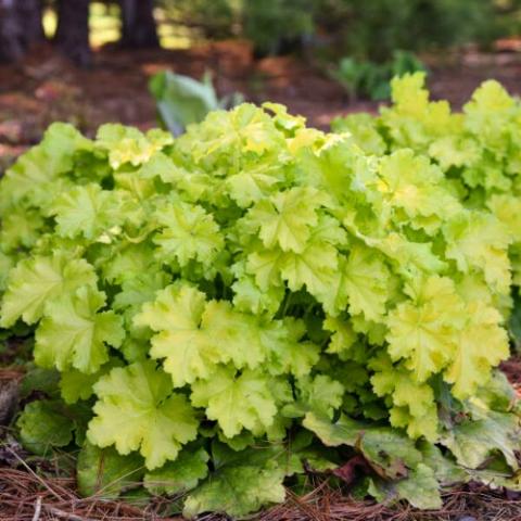 Heuchera Lemon Love, yellow-green leaves