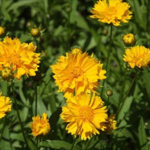 Coreopsis 'Early Sunrise', yellow double daisies with yellow centers