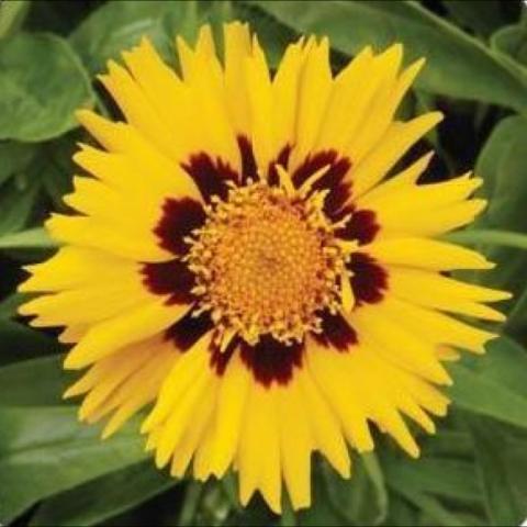 Coreopsis 'Sunfire', yellow daisy, yellow center, red ring