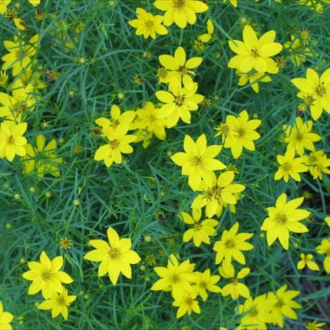 Coreopsis 'Zagreb', bright yellow single flowers, threadleaf foliage