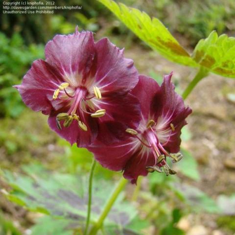 Geranium Samobor blooms, dark maroon, recurved