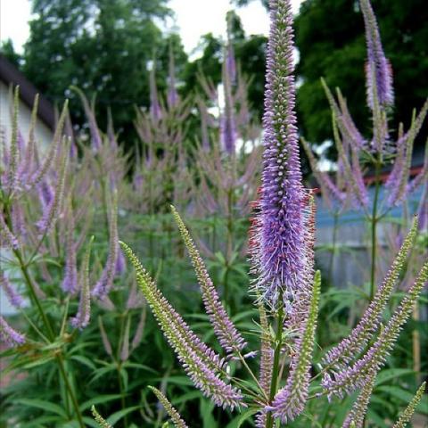 Blue Culver's Root, purple-blue candelabras