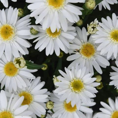 Leucanthemum Sweet Daisy Bird, double-petaled white daisy with yellow centers